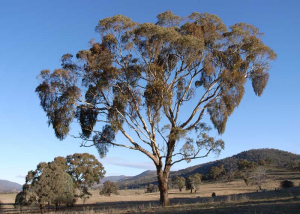 eucalyptus melliodora (yellow box) with heavy mistletoe infection