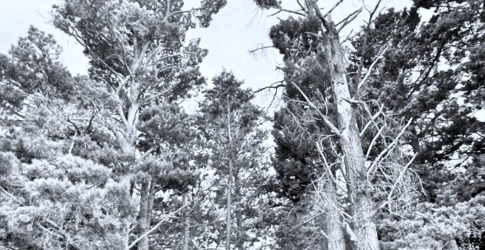 a black and white or greyscale scene of tall dying pines (actually around the back of my place) with the title Capital Crime Filew Podcast - Original Sounds by MULETONIC