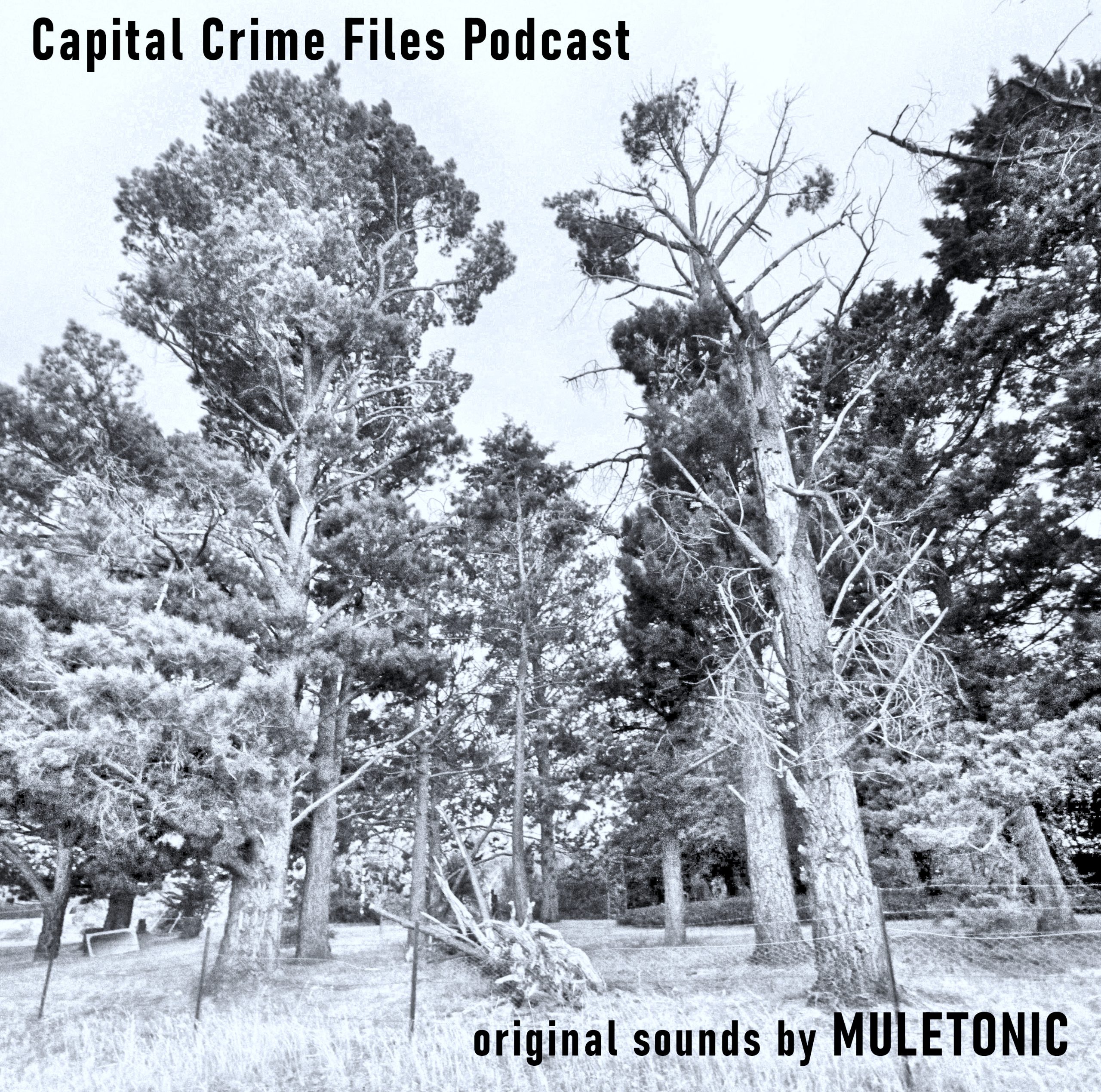 a black and white or greyscale scene of tall dying pines (actually around the back of my place) with the title Capital Crime Filew Podcast - Original Sounds by MULETONIC