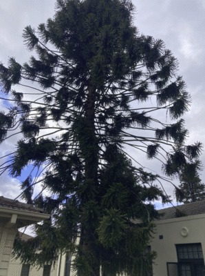 A tall Aracauria pine of some kind up against a white building.